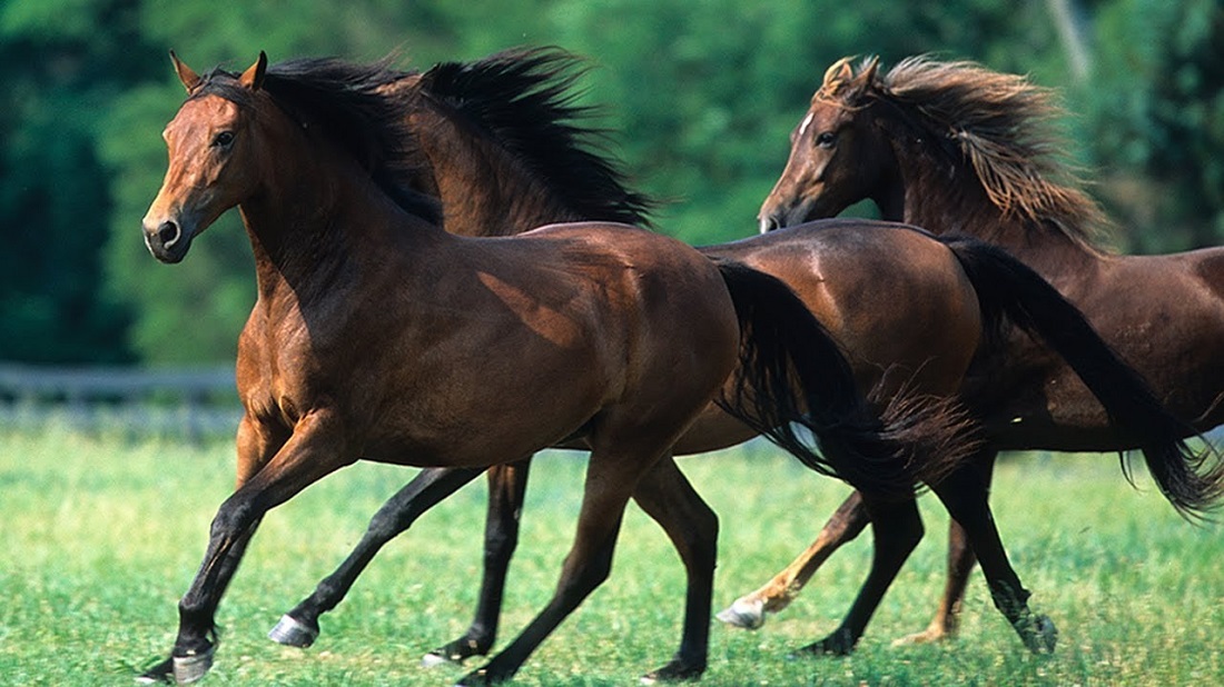 خيول مورجان - Morgan horse